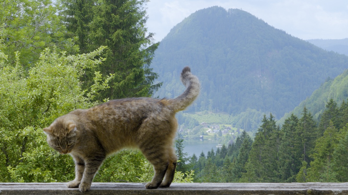 Resident cat overlooking Lake Lunz and the surrounding mountains