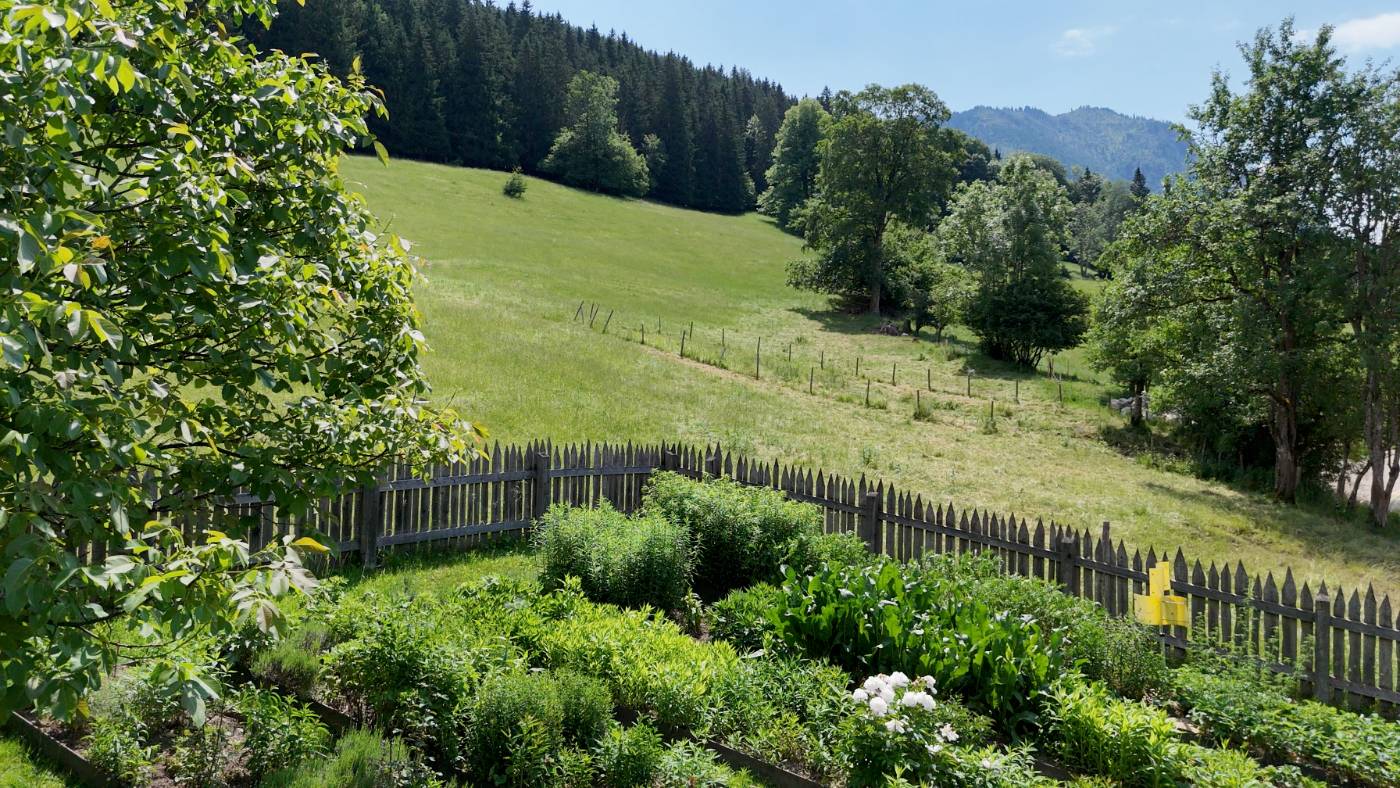 Herb garden bordered by a wooden fence